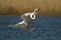 027 Höckerschwan im Flug (Cygnus olor)